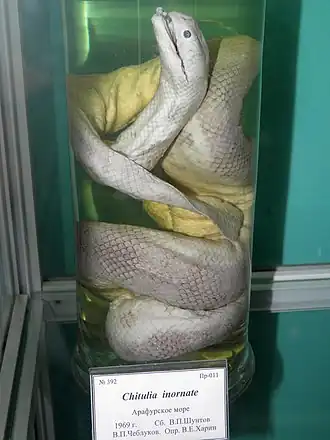 Description de l'image Chitulia inornata.JPG.