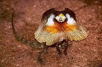 Chlamydosaurus kingii.