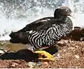 ♀