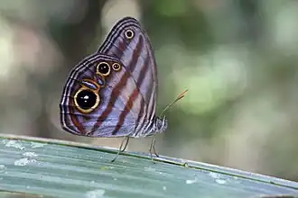 Description de l'image Chloreuptychia aff. agatha (Nymphalidae- Satyrinae- Satyrini- Euptychiina) (30607745245).jpg.