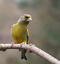 Verdier d'Europe (Chloris chloris)
