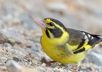 Verdier de l'Himalaya (Chloris spinoides)