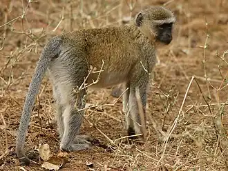 Description de l'image Chlorocebus cynosuros (Zambia).jpg.