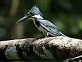 Femelle (Costa Rica)