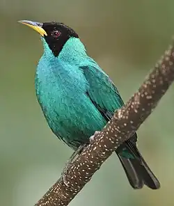 Sucrier vert (Chlorophanes spiza)