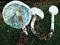 Chlorophyllum molybdites à différents stades
