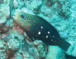 Juvenile