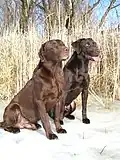 Labradors de couleur foie (à gauche) et chocolat (à droite).