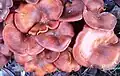 Grappe de champignons
