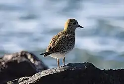 Photographie d'un Pluvier doré en plumage hivernal, vu de dos, debout sur un rocher avec de l'eau en arrière-plan.