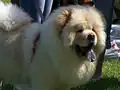 Chow-chow à pelage clair.
