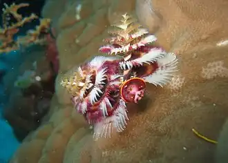 Spirobranchus giganteus