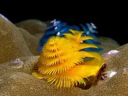 Spirobranchus giganteus (Sabellida)