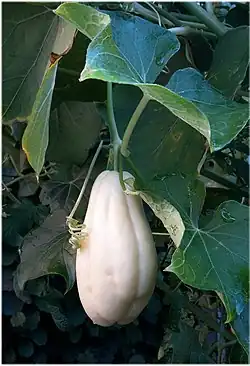 Variété blanche jaunâtre de christophine.