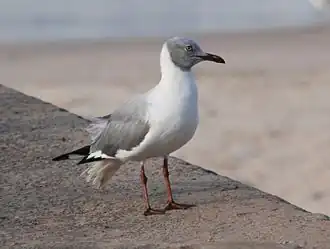 genre ChroicocephalusMouette à tête grise