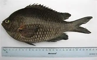 Chromis crusma