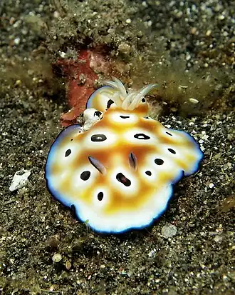 Description de l'image Chromodoris leopardus2.jpg.