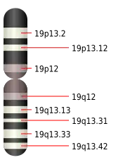 Le 19e chromosome