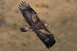Un aigle royal.