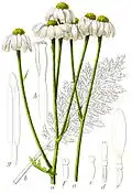 Chrysanthème en corymbe.