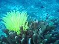 Anthozoa
