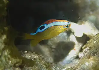 Une demoiselle de Brownrigg (Chrysiptera brownriggii, phase « leucopoma »)