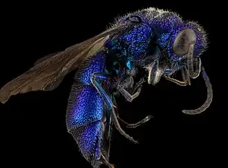 Description de l'image Chrysis pellucidula, U, Side, MD, Baltimore County 2014-03-07-18.40.08 ZS PMax (13336307993).jpg.