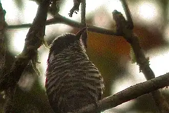Description de l'image Chrysococcyx meyerii.jpg.