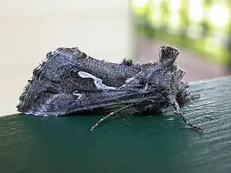 Description de l'image Chrysodeixis argentifera.jpg.