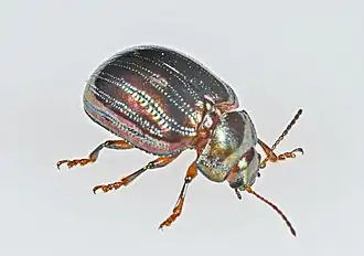 Imago.