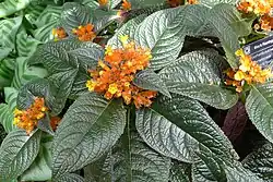 Chrysothemis pulchella.