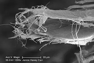 Chrysotile, microscope électronique