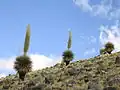 Puya raimondii