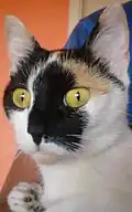 Chatte « calico ».