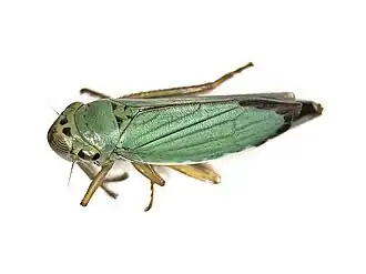 Description de l'image Cicadella viridis (Cicadellidae) - (imago), Elst (Gld), the Netherlands.jpg.