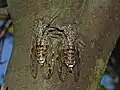 Cicada orni, le cortège