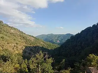 Cicala