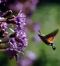 Moro-sphinx aspirant le nectar.