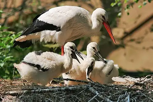 Un parent et ses cigogneaux au nid, au zoo Artis, Pays-Bas.
