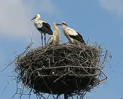 Photo de cigognes et de moineaux