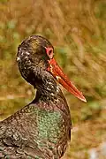 Cigogne noire.