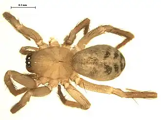 Description de l'image Cicurina brevis f.jpg.