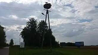 Cieciórki