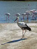 Cigogne blanche et flamants roses.