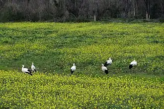 Cigogne blanche.
