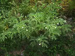 Plante en fleurs.