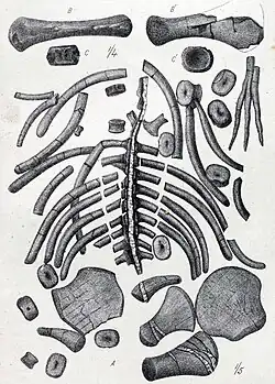 C. australis.