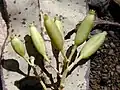 Fruits de C. pubescens