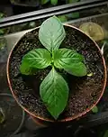 Jeune Cinchona pubescens