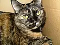 Chatte « écaille de tortue ».
